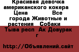 Красивая девочка американского кокера › Цена ­ 35 000 - Все города Животные и растения » Собаки   . Тыва респ.,Ак-Довурак г.
